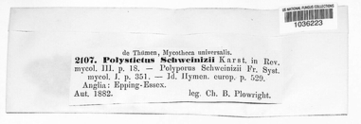 Polystictus schweinitzii image